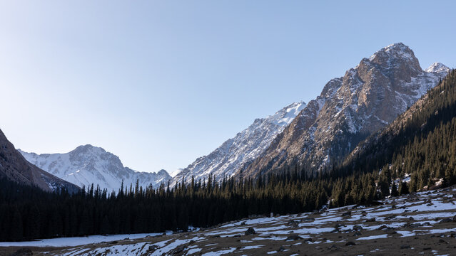 Wide landscape view of Barskoon Gorge with rugged snowcapped mountains, dark conifer forest and winter meadow under clear blue sky, Issyk-Kul Region, Kyrgyzstan