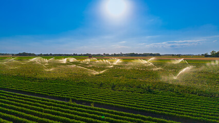 Obraz premium Irrigation system spraying water on green agricultural field. Aerial view shows water jets spraying over cultivated crops under bright sunlight and clear sky.