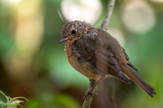 Junges Rotkehlchen (Erithacus rubecula) sitzt auf einem Ast im Wald mit unscharfem gr&uuml;nem Hintergrund.&nbsp;