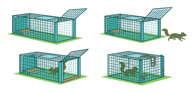 Infographic diagram vector set of humane live animal cage trap mechanism showing step sequence