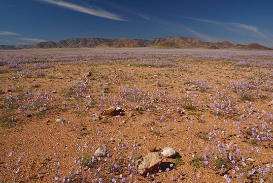 Blooming landscape along a dirtroad in Namibia