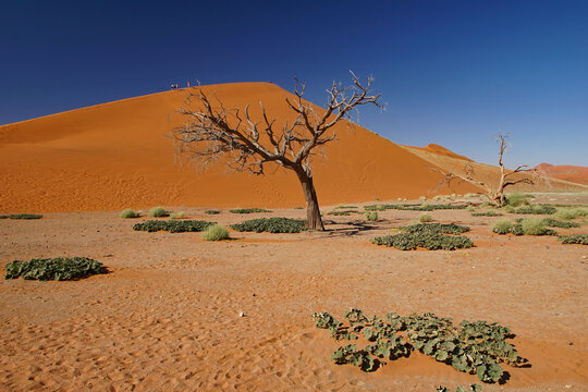 Red Dunes of Sossusvlei in Namibia