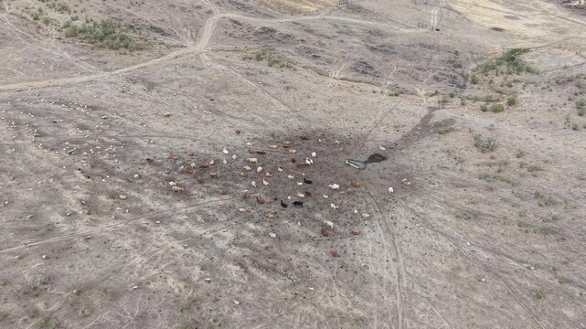 Aerial view of a herd of cattle grazing in a dry, arid landscape with dirt paths and a small water trough in Navalmoral de la Mata, Extremadura, Spain.