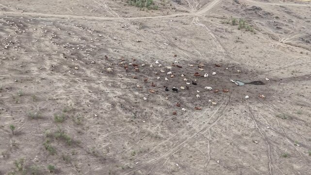 Aerial view of a herd of cattle grazing in a dry, arid field with dirt tracks and a small water trough in Navalmoral de la Mata, Extremadura, Spain.