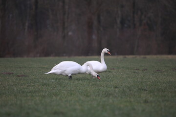 Swan couple in the field © Elena