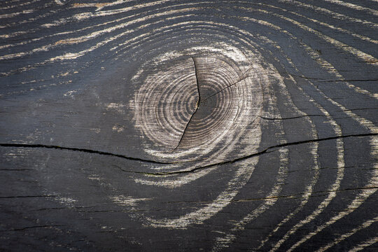 Dark Weathered Tree Stump With Growth Rings and Natural Cracks