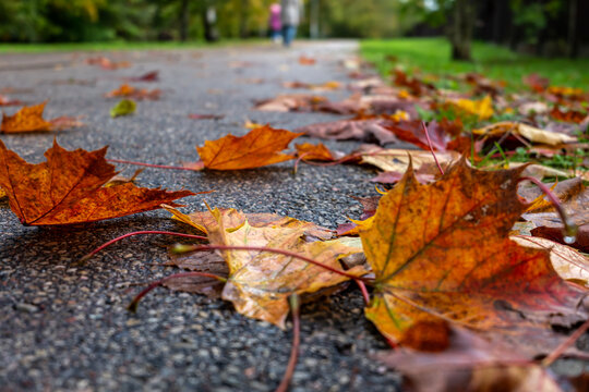 Colorful Autumn Maple Leaves Scattered Across a Wet Park Path