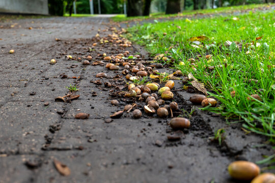 Fallen Acorns Scattered Along a Muddy Park Path Beside Green Grass