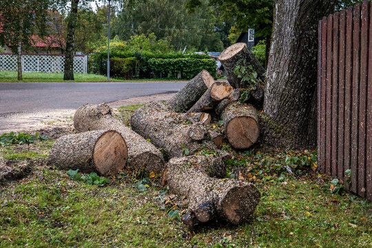Large Freshly Cut Logs Piled Beside a Roadside Tree and Fence