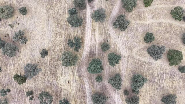 Aerial view of a dry, grassy landscape with scattered trees and dirt paths in the countryside of Navalmoral de la Mata, Extremadura, Spain.