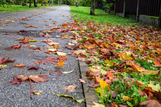 Wet Autumn Path Covered With Colorful Fallen Maple Leaves