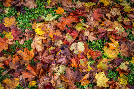 Colorful Wet Maple Leaves Cover Green Grass in Autumn