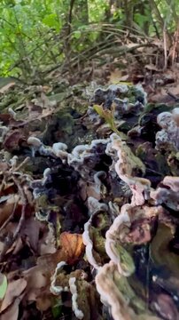 An old fallen tree covered in mushrooms in forest 