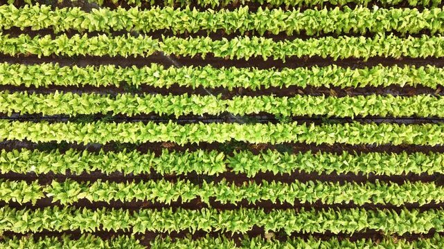 Aerial view of rows of green crops growing in a large field in Talayuela, Extremadura, Spain.