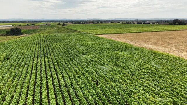 Aerial view of lush green tobacco fields with irrigation systems in Talayuela, Extremadura, Spain.
