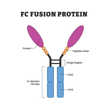 Fc Fusion Protein, labeled diagram, educational immunology poster design, antibody Fc domain, protein structure, peptide linker, hinge region, CH2, CH3, molecular biology, therapeutic antibody