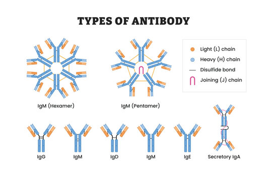 Types of Antibody types, labeled diagram, educational immunology poster design, immunoglobulin classes, IgG, IgM, IgA, IgD, IgE, antibody structure, heavy chain, light chain, immune system, biology