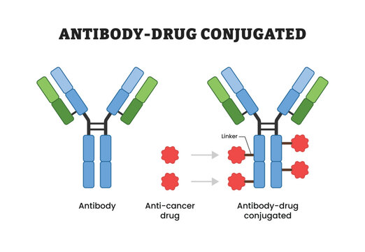 Antibody-Drug Conjugated, labeled diagram, educational immunology poster design, targeted therapy, antibody structure, linker, anticancer drug, oncology, biotechnology, molecular medicine illustration