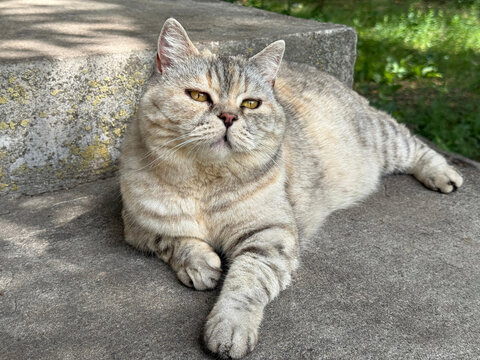 Lazy cat is lounging on the doorstep.