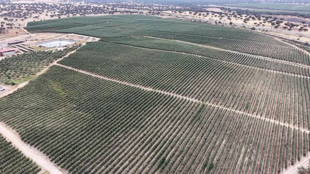 Aerial view of extensive agricultural fields with rows of trees in the countryside of Talayuela, Extremadura, Spain.