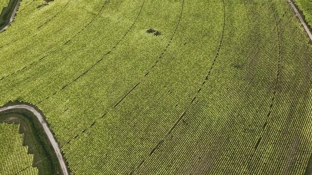 Aerial view of agricultural fields with rows of crops and irrigation paths in Talayuela, Extremadura, Spain.