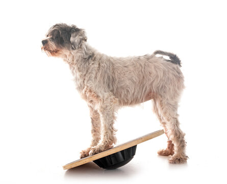 old tibetan terrier