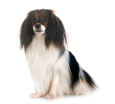 phalene papillon dog
