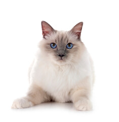 birman cat in studio © cynoclub