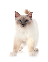 birman cat in studio © cynoclub