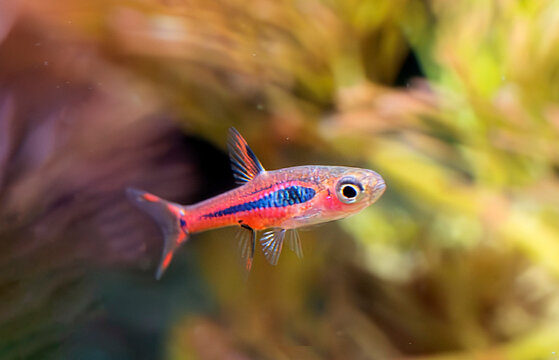 Boraras brigittae in aquarium