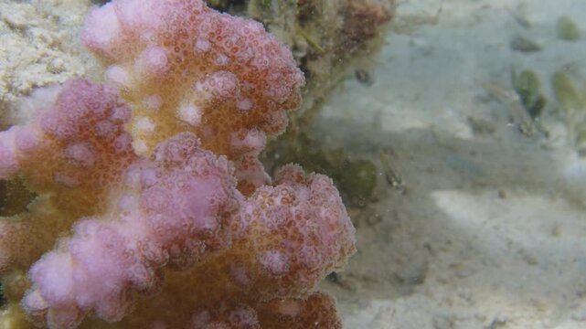 Healthy corals of the coral reef in the Misool Archipelago, Raja Ampat, Indonesia