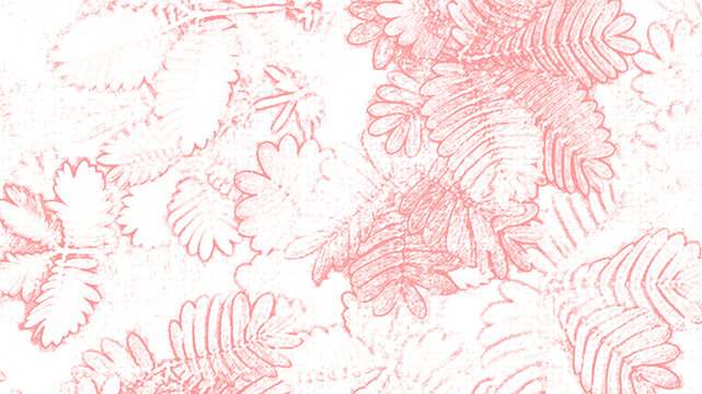 Abstract pink line art sensitive plant leaf pattern on white background