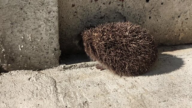 Small wild hedgehog walking slowly on concrete path next to a wall in daylight