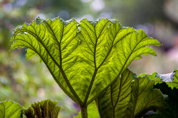 Liść gunnery olbrzymiej (Gunnera manicata) parzeplin olbrzymi lub brazylijski rabarbar na rozmytym tle.