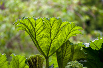 Liście gunnery olbrzymiej (Gunnera manicata) parzeplin olbrzymi lub brazylijski rabarbar na rozmytym tle.   © Monika