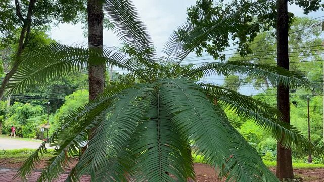 Cycad Plant With Lush Green Fronds in Tropical Park