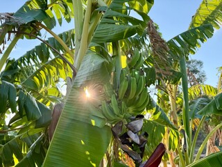 Ripening green bananas growing on a banana plant under bright sunlight, with large tropical leaves and unripe fruit in a lush tropical agricultural landscape. © Chawran