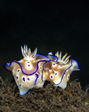 Tryon's nudibranchs, Hypselodoris tryoni, mating in Tufi fjords, Papua New Guinea