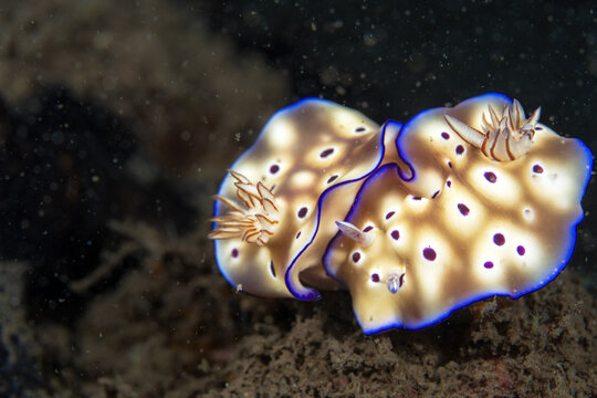 Tryon's nudibranchs, Hypselodoris tryoni, mating in Tufi fjords, Papua New Guinea