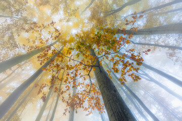 Fototapeta premium Autumn forest canopy with orange leaves and misty sunlight