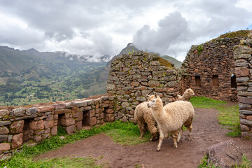Obraz premium Llamas roaming among ancient Inca ruins at Pisac, Peru