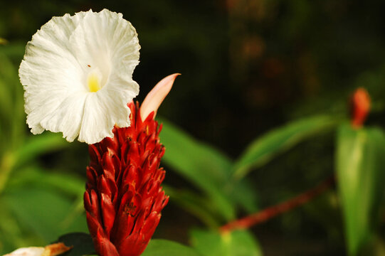 Close-up of a beautiful white flower, Malgre Tout, Saint Lucia