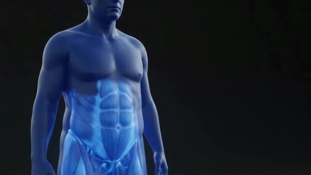 3D medical animation of a blue human male torso with highlighted abdominal region for health and science education.