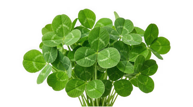 A lush bunch of fresh green clover leaves isolated on transparent background