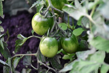 Fototapeta premium Tomatoes Growing in the Garden 
