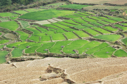Elevated view of terraced rice paddy fields, Paro, Bhutan