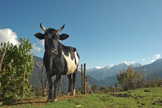 Low angle view of bullock standing by fence, Gangtey, Bhutan