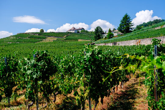 Vines growing near Lake Geneva in Lausanne