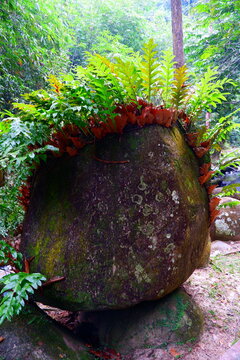 A large boulder covered in moss and green ferns in a lush tropical forest setting. The Drynaria quercifolia fern grows naturally on the surface of the giant stone.
