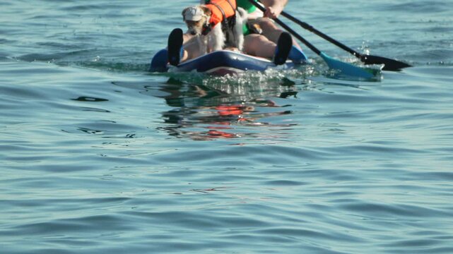 Small dog and person paddling across calm ocean waters during a sunny day. Static medium shot.